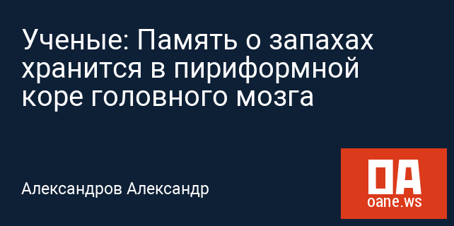Ученые: Память о запахах хранится в пириформной коре головного мозга