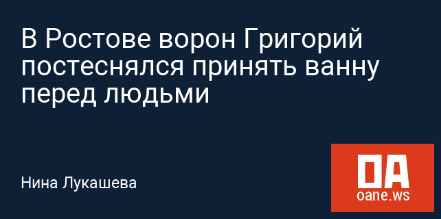 В Ростове ворон Григорий постеснялся принять ванну перед людьми