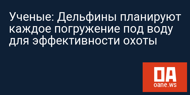 Ученые: Дельфины планируют каждое погружение под воду для эффективности охоты Ученые: Дельфины планируют каждое погружение под воду для эффективности охоты