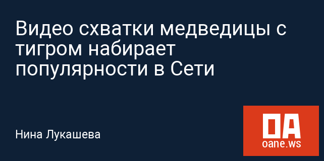 Видео схватки медведицы с тигром набирает популярности в Сети Видео схватки медведицы с тигром набирает популярности в Сети