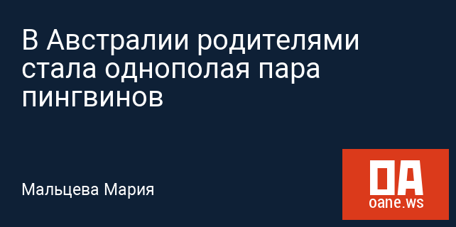 В Австралии родителями стала однополая пара пингвинов В Австралии родителями стала однополая пара пингвинов