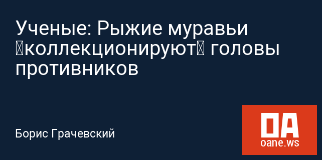 Ученые: Рыжие муравьи «коллекционируют» головы противников Ученые: Рыжие муравьи «коллекционируют» головы противников