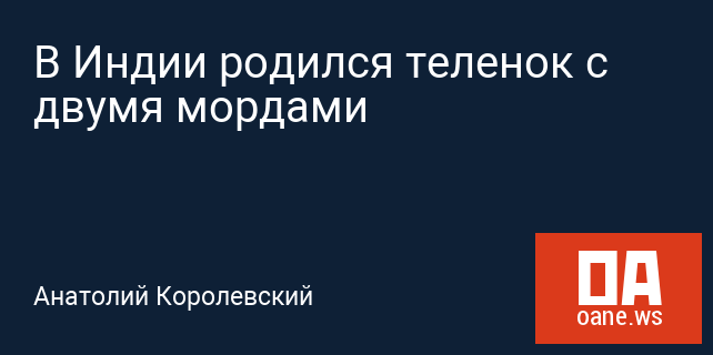 В Индии родился теленок с двумя мордами В Индии родился теленок с двумя мордами
