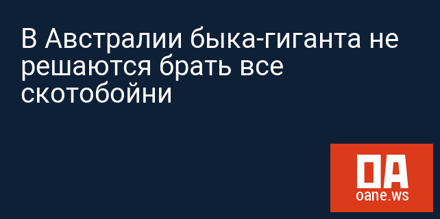 В Австралии быка-гиганта не решаются брать все скотобойни В Австралии быка-гиганта не решаются брать все скотобойни