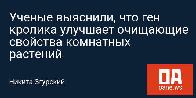 Ученые выяснили, что ген кролика улучшает очищающие свойства комнатных растений Ученые выяснили, что ген кролика улучшает очищающие свойства комнатных растений