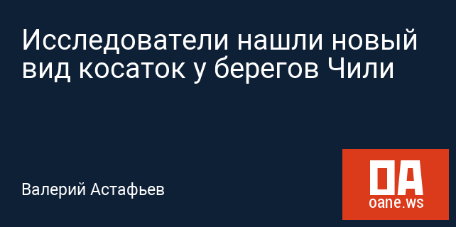 Исследователи нашли новый вид косаток у берегов Чили