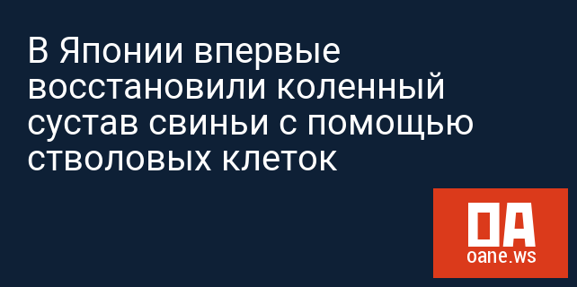 В Японии впервые восстановили коленный сустав свиньи с помощью стволовых клеток