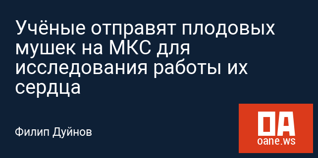 Учёные отправят плодовых мушек на МКС для исследования работы их сердца Учёные отправят плодовых мушек на МКС для исследования работы их сердца