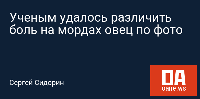 Ученым удалось различить боль на мордах овец по фото Ученым удалось различить боль на мордах овец по фото