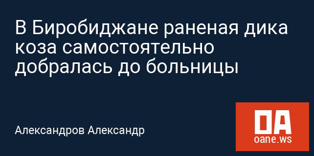 В Биробиджане раненая дика коза самостоятельно добралась до больницы В Биробиджане раненая дика коза самостоятельно добралась до больницы